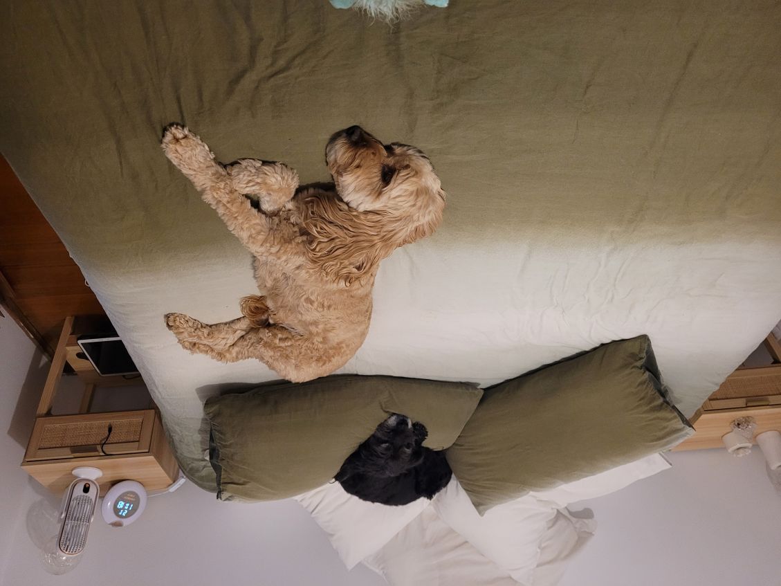 The hard done by dogs